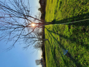 Satılır 18 sot torpaq Lənkəran