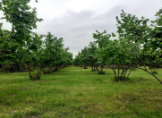 Satılır 123 sot torpaq Qəbələ