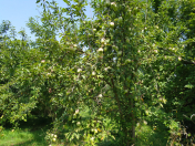 Satılır 10 sot torpaq İsmayıllı