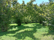 Satılır 30 sot torpaq Qəbələ