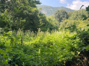 Satılır 22 sot torpaq İsmayıllı