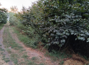 Satılır 1.61 sot torpaq Xaçmaz