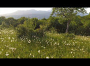 Satılır 26 sot torpaq İsmayıllı