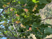 Satılır 15 sot torpaq 28 Mall