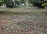 Satılır 68 sot torpaq Qəbələ