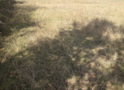 Satılır 22 sot torpaq Qusar