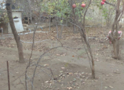 Satılır 6 sot torpaq Badamdar