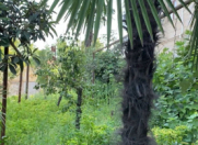 Satılır 9 sot torpaq Lənkəran