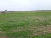 Satılır 5000 sot torpaq İmişli