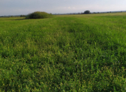 Satılır 525 sot torpaq Ağdaş