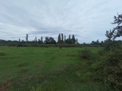 Satılır 184 sot torpaq Lənkəran