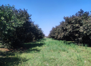 Satılır 12 sot torpaq Zaqatala