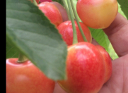 Satılır 12 sot torpaq Xaçmaz