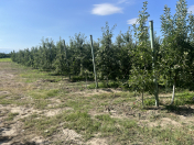 Satılır 140 sot torpaq Qusar