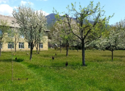 Satılır 40 sot torpaq Qəbələ