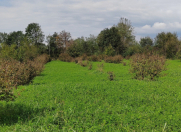 Satılır 100 sot torpaq Qəbələ