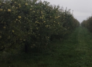 Satılır 110 sot torpaq Quba