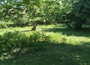 Satılır 31 sot torpaq Qəbələ