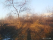 Satılır 16 sot torpaq Qəbələ