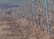 Satılır 3200 sot torpaq İsmayıllı