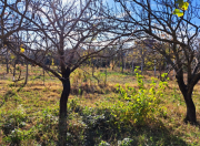 Satılır 17 sot torpaq Bərdə