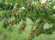 Satılır 100 sot torpaq Quba