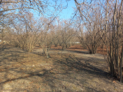 Satılır 55 sot torpaq Qəbələ