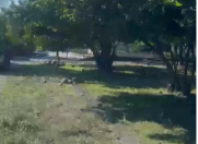 Satılır 10 sot torpaq Qəbələ