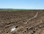 Satılır 94 sot torpaq Kürdəmir