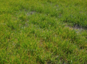 Satılır 61 sot torpaq Xaçmaz