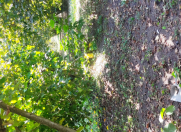 Satılır 1.6 sot torpaq Qəbələ