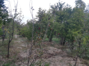 Satılır 6 sot torpaq Şirvan