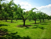 Satılır 20600 sot torpaq Xaçmaz