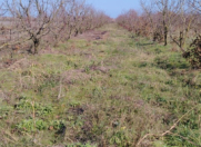 Satılır 2 sot torpaq Xaçmaz