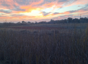 Satılır 50 sot torpaq Salyan