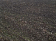 Satılır 150 sot torpaq Şabran