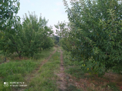 Satılır 1 sot torpaq Xaçmaz