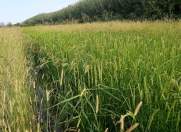 Satılır 1600 sot torpaq Ağdaş