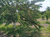 Satılır 162 sot torpaq Xaçmaz