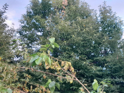 Satılır 10 sot torpaq Qəbələ