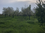 Satılır 48 sot torpaq Xaçmaz