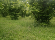 Satılır 20 sot torpaq Qəbələ