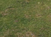 Satılır 6 sot torpaq Lənkəran