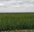 Satılır 1 sot torpaq Xaçmaz