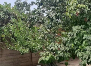 Satılır 8.2 sot torpaq Gəncə