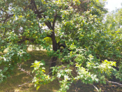 Satılır 42 sot torpaq İsmayıllı