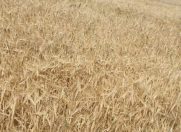 Satılır 2300 sot torpaq Kürdəmir