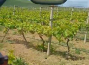 Satılır 2500 sot torpaq Şamaxı