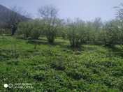 Satılır 20 sot torpaq Oğuz