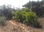 Satılır 6 sot torpaq Heydər Məscidi